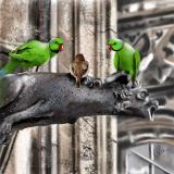 Grüne Papageien am Wasserspeier